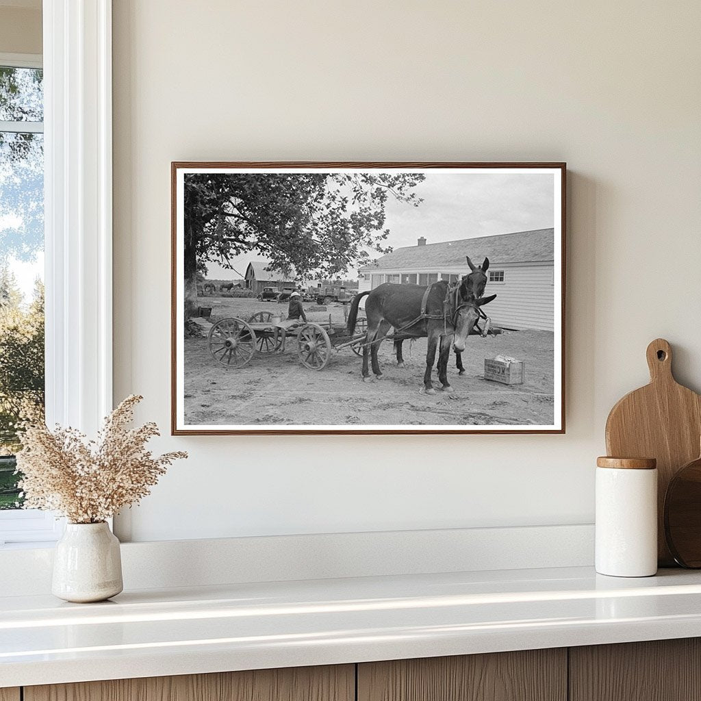 Mules and Wagon at Cooperative Store Southeast Missouri 1938 - Available at KNOWOL