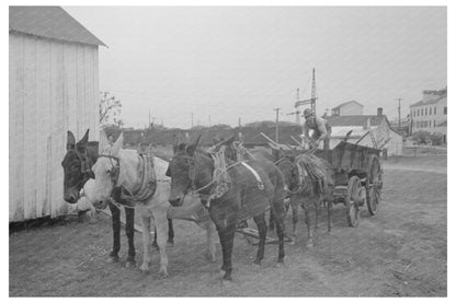 Mules and Wagon in Port Barre Louisiana 1938 - Available at KNOWOL