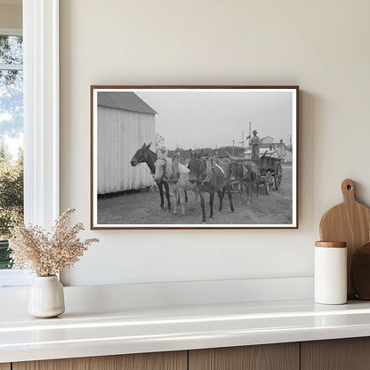 Mules and Wagon in Port Barre Louisiana October 1938 - Available at KNOWOL