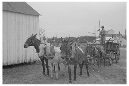 Mules and Wagon in Port Barre Louisiana October 1938 - Available at KNOWOL