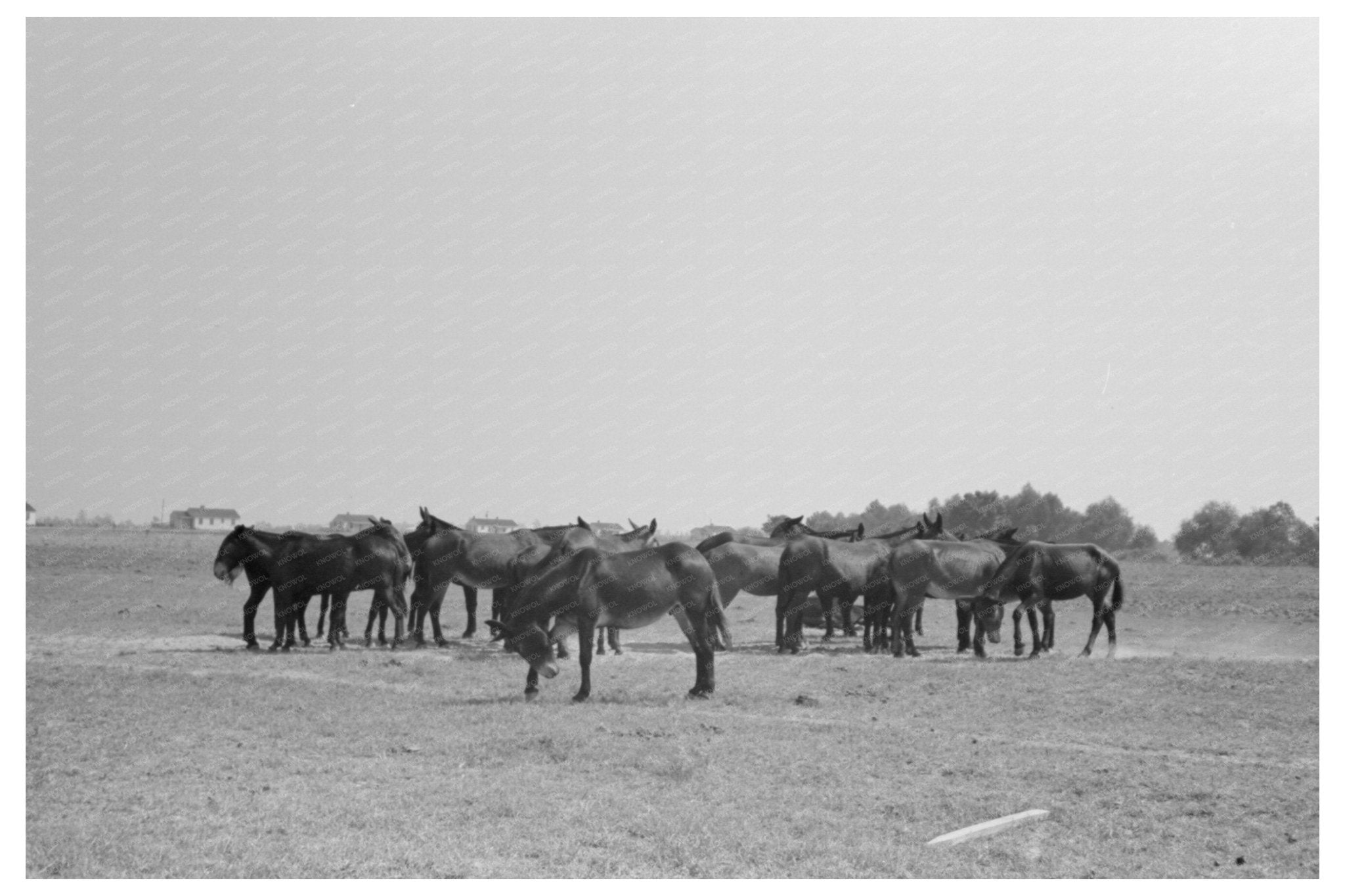 Mules at Lake Dick Cooperative Association 1938 - Available at KNOWOL