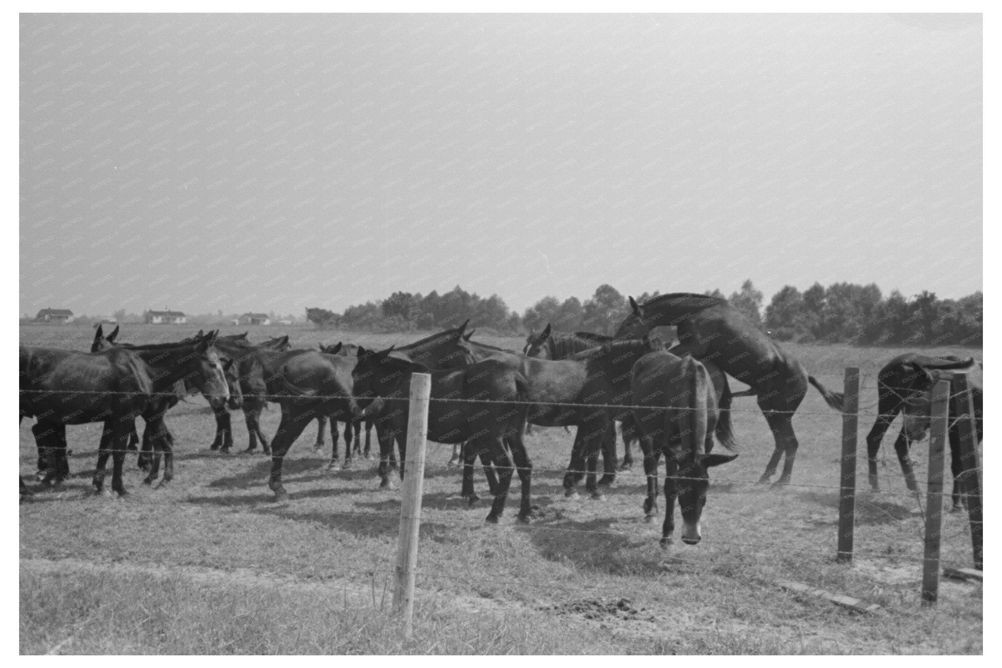 Mules of Lake Dick Cooperative Association 1938 - Available at KNOWOL