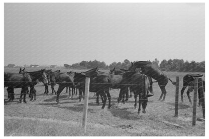 Mules of Lake Dick Cooperative Association 1938 - Available at KNOWOL