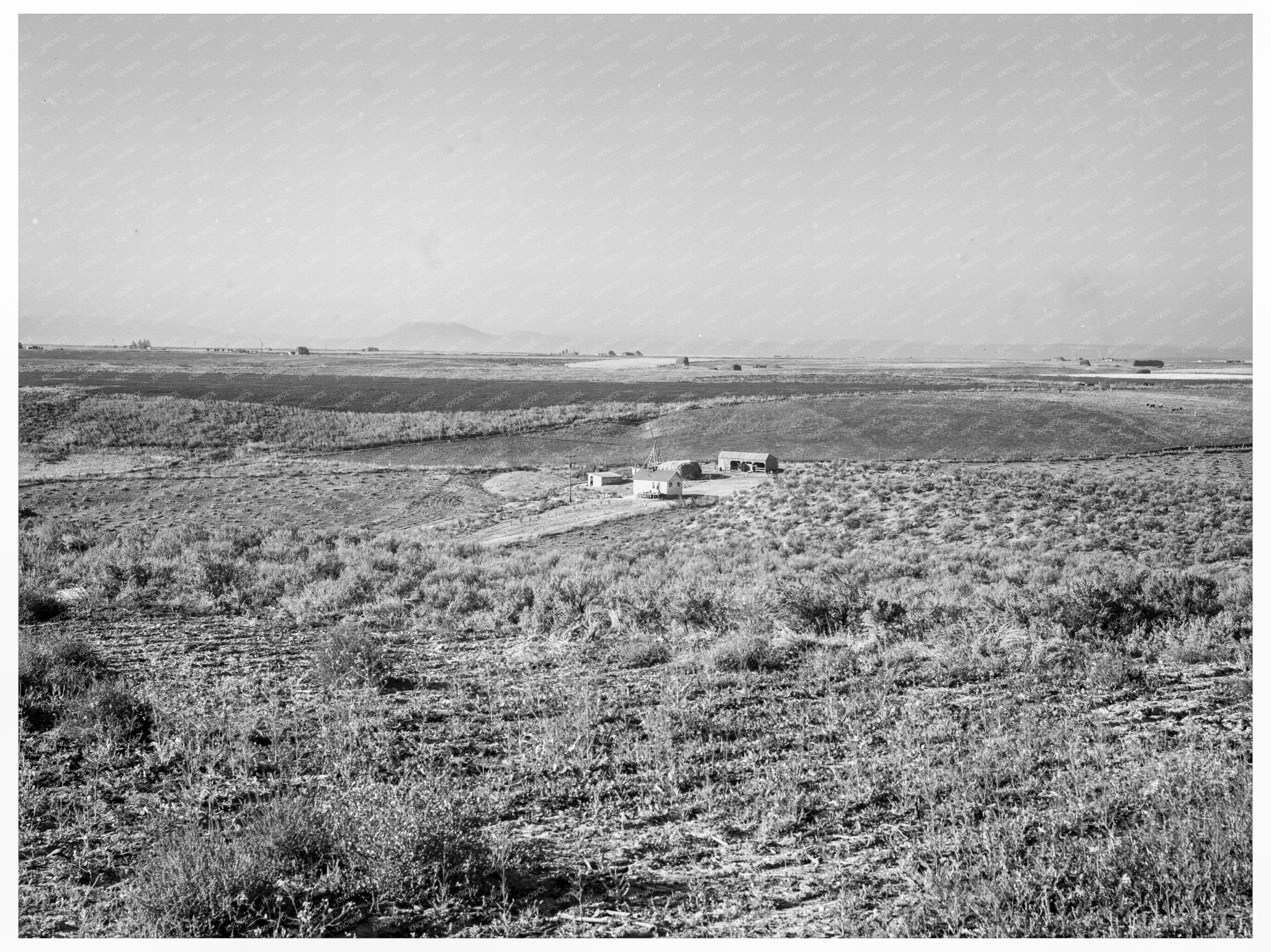 Nyssa Heights Farms and Cattle Malheur County Oregon 1939 - Available at KNOWOL