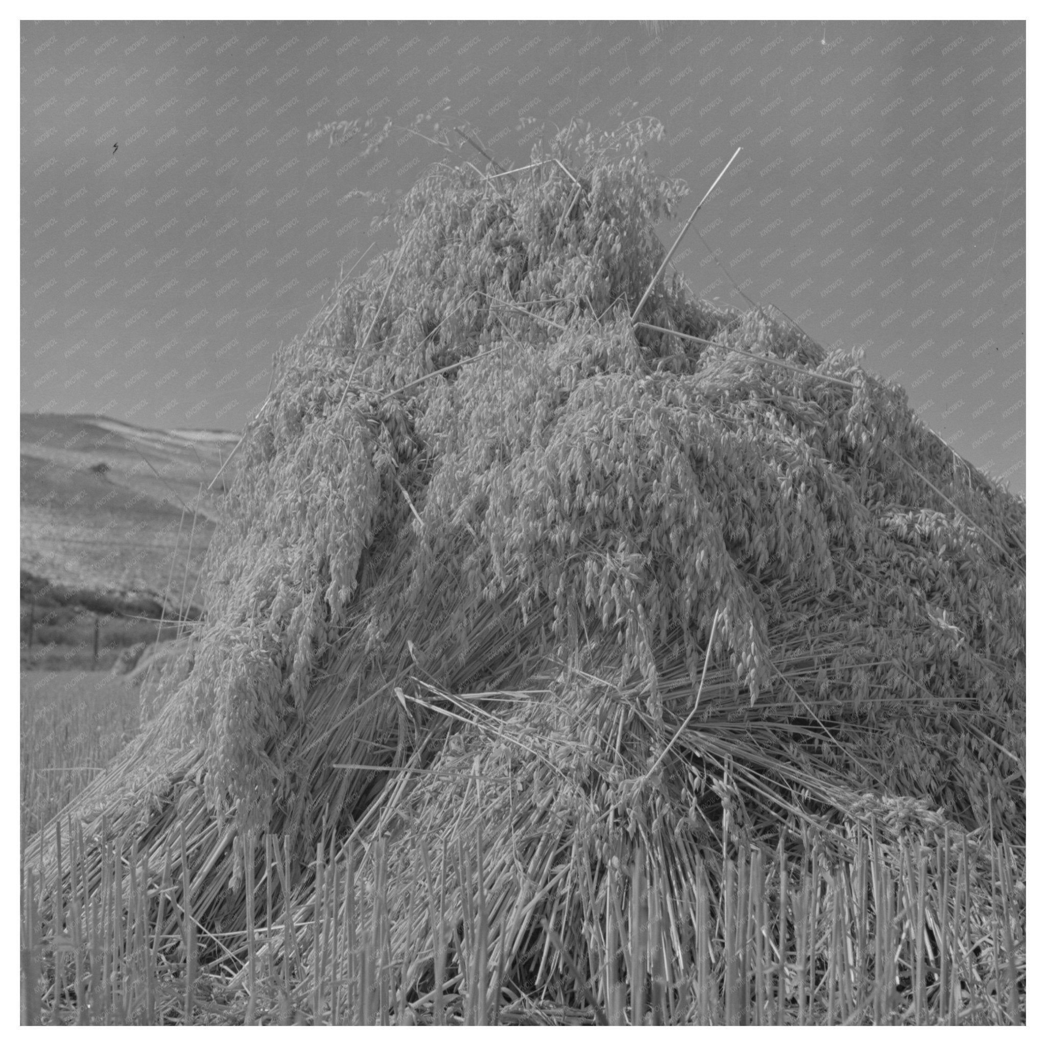 Oat Fields in Park County Montana September 1942 - Available at KNOWOL