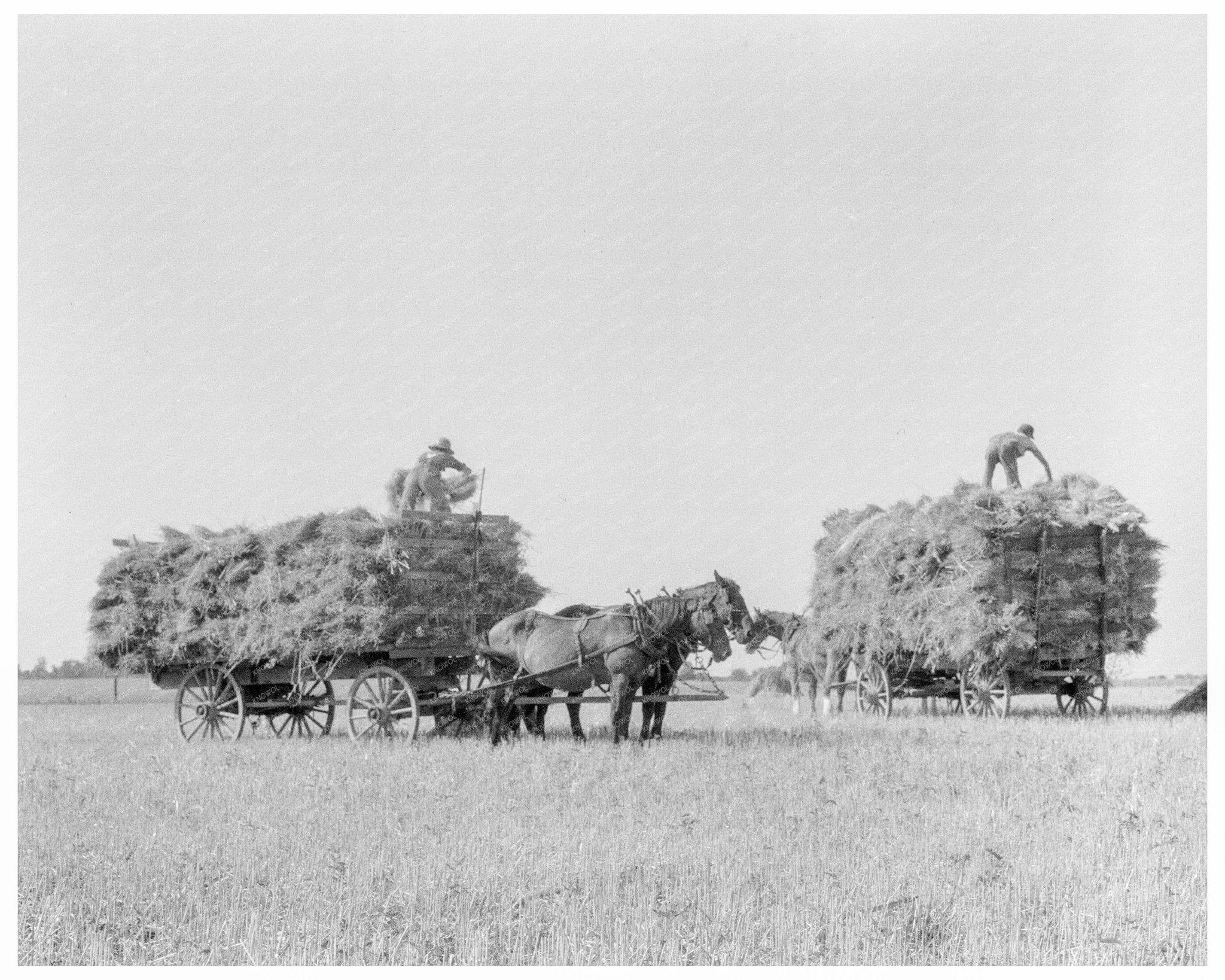 Oat Harvesting in Clayton Indiana 1936 - Available at KNOWOL