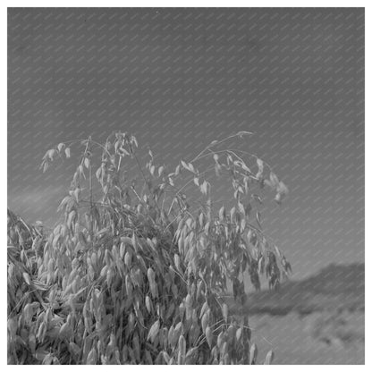 Oats in Park County Montana September 1942 - Available at KNOWOL