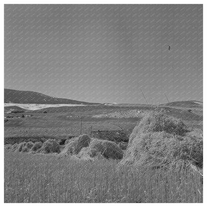 Oats Landscape in Park County Montana September 1942 - Available at KNOWOL