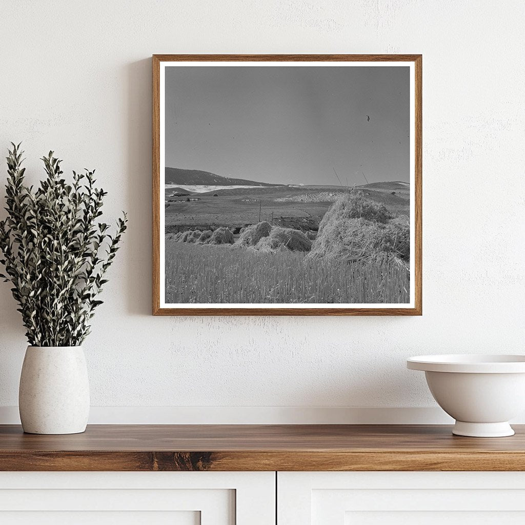 Oats Landscape in Park County Montana September 1942 - Available at KNOWOL