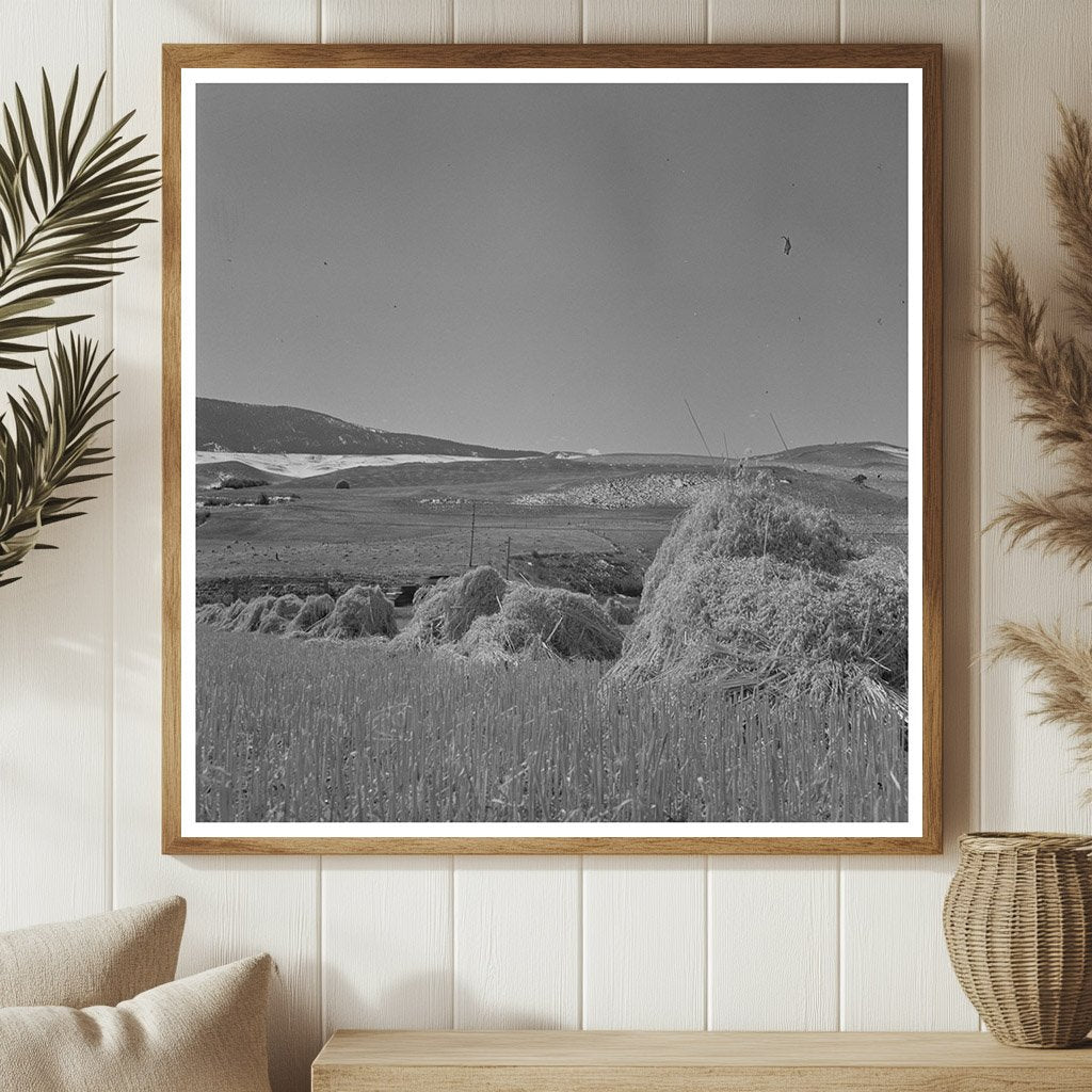 Oats Landscape in Park County Montana September 1942 - Available at KNOWOL