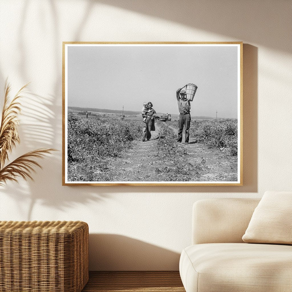 Oklahoma Drought Refugees Working in California Pea Fields 1937 - Available at KNOWOL