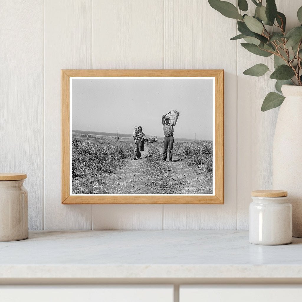 Oklahoma Drought Refugees Working in California Pea Fields 1937 - Available at KNOWOL