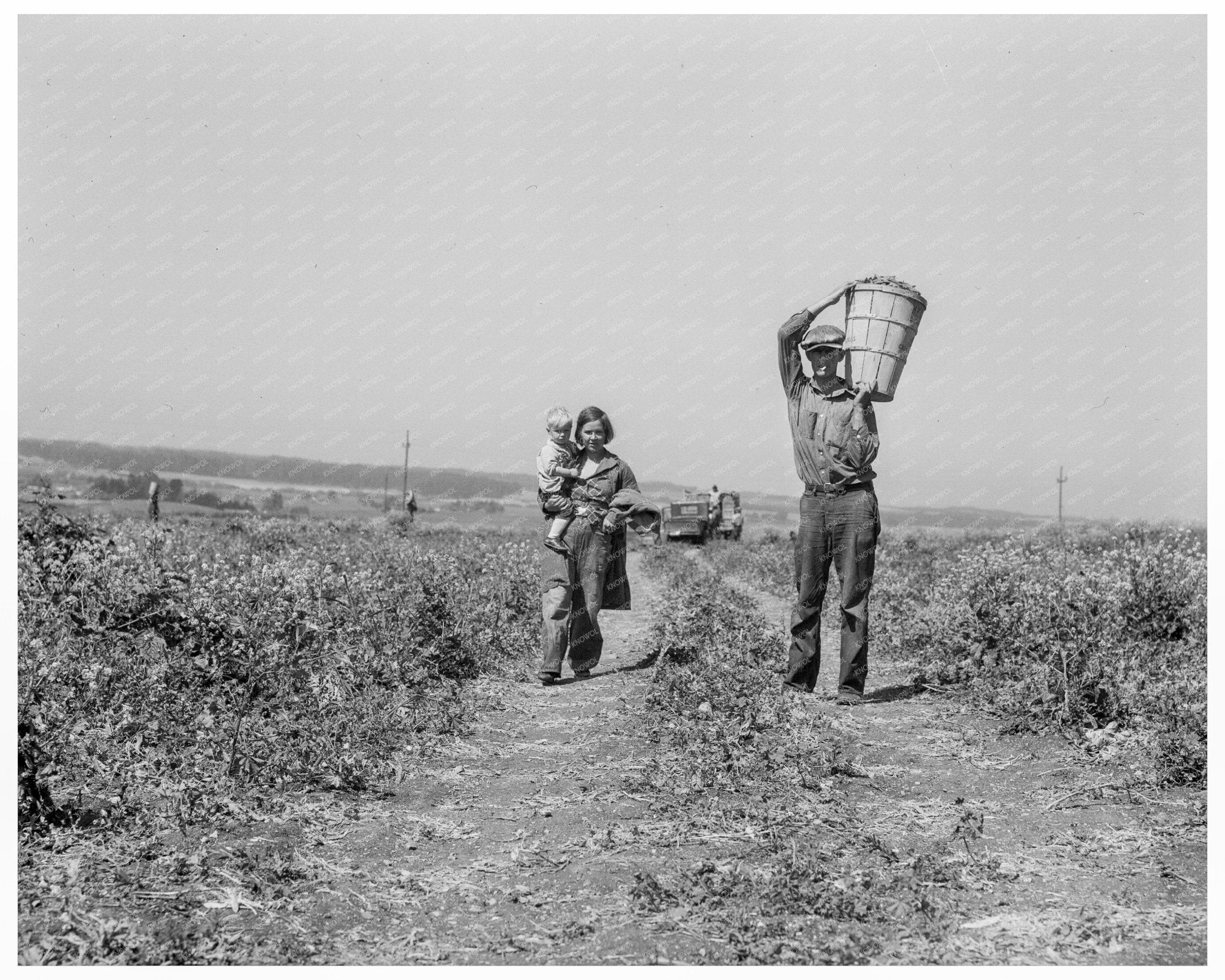 Oklahoma Drought Refugees Working in California Pea Fields 1937 - Available at KNOWOL