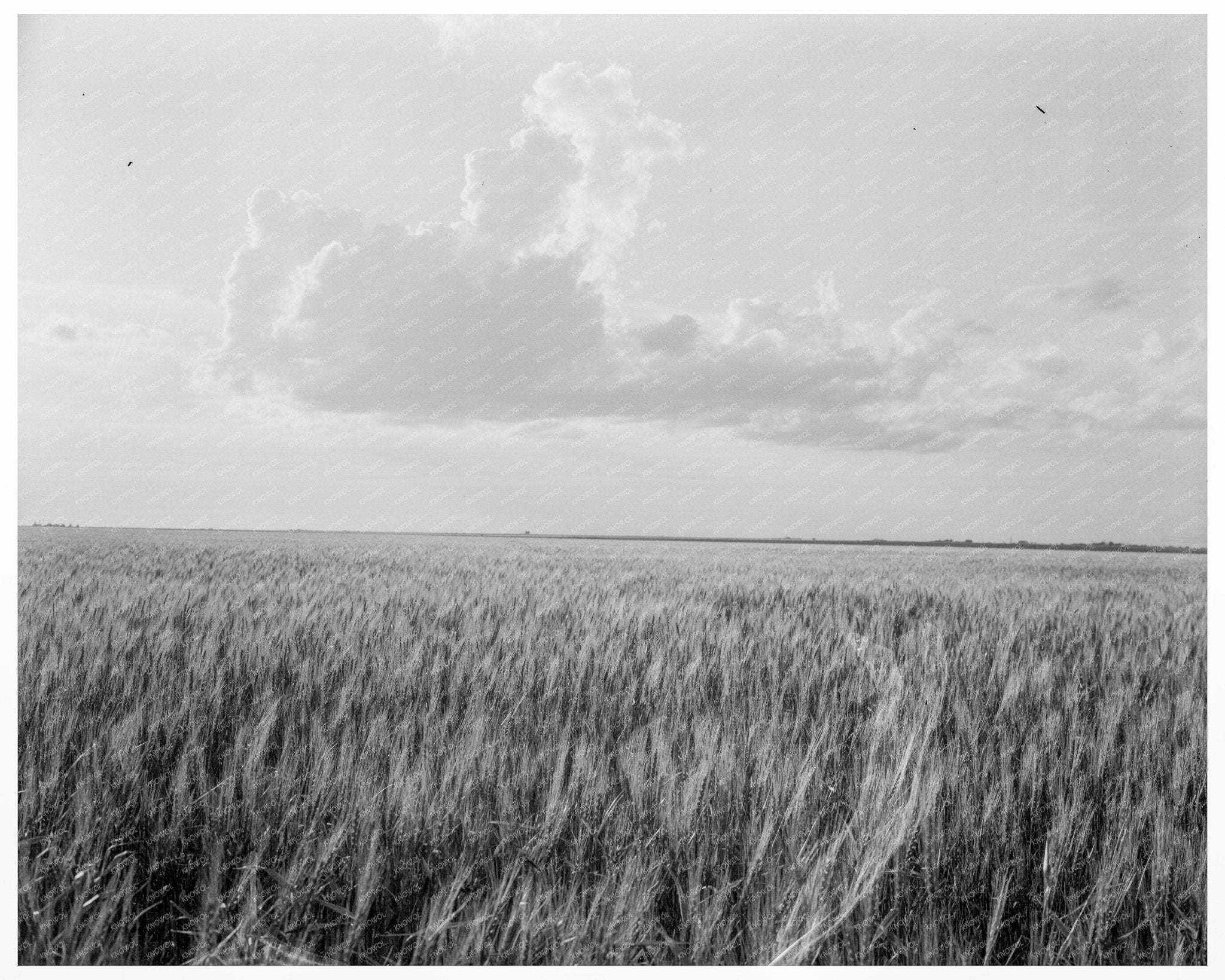 Oklahoma Farm Scene by Dorothea Lange June 1937 - Available at KNOWOL