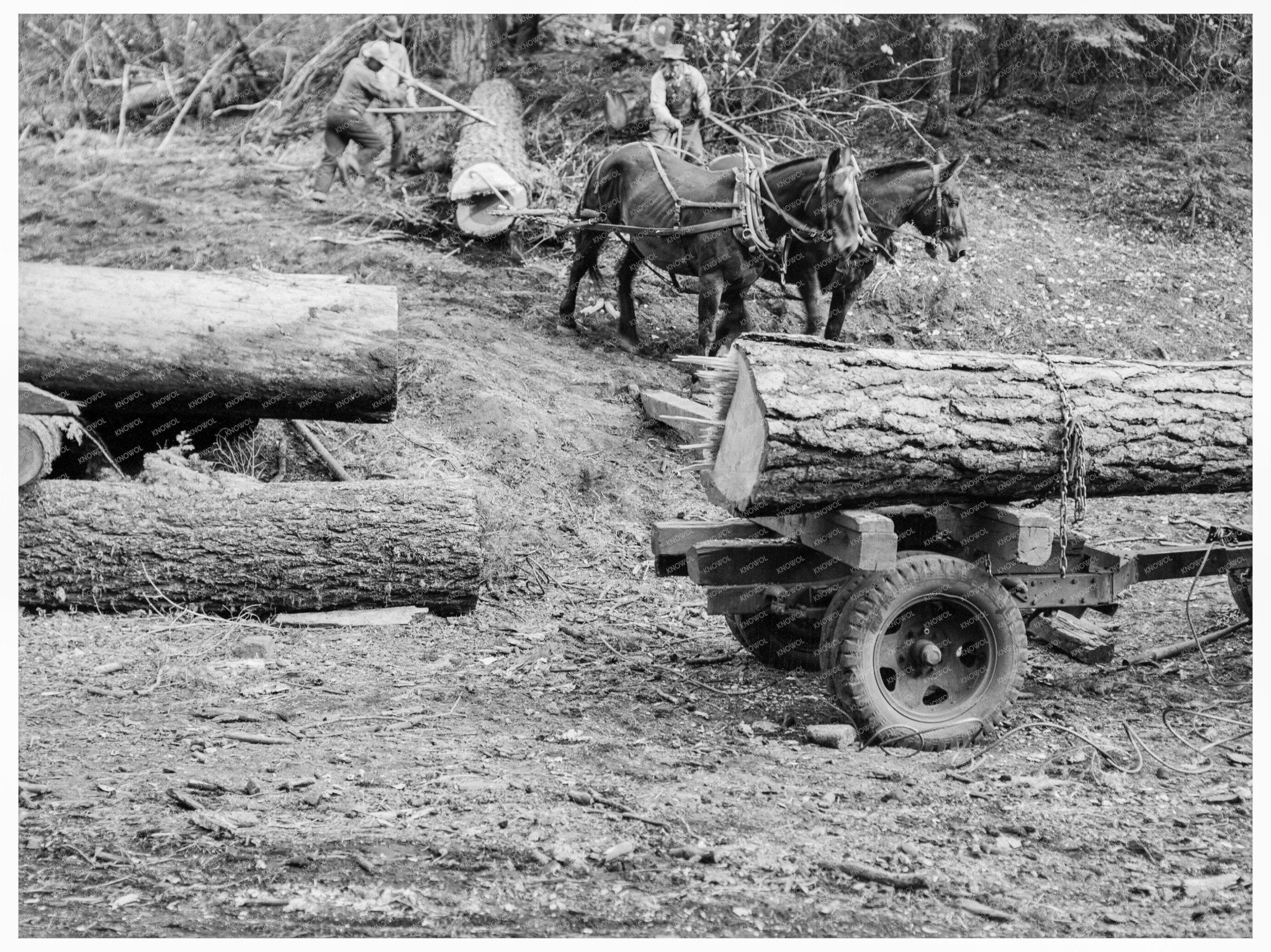 Ola Co - op Members Rolling White Fir Log October 1939 - Available at KNOWOL