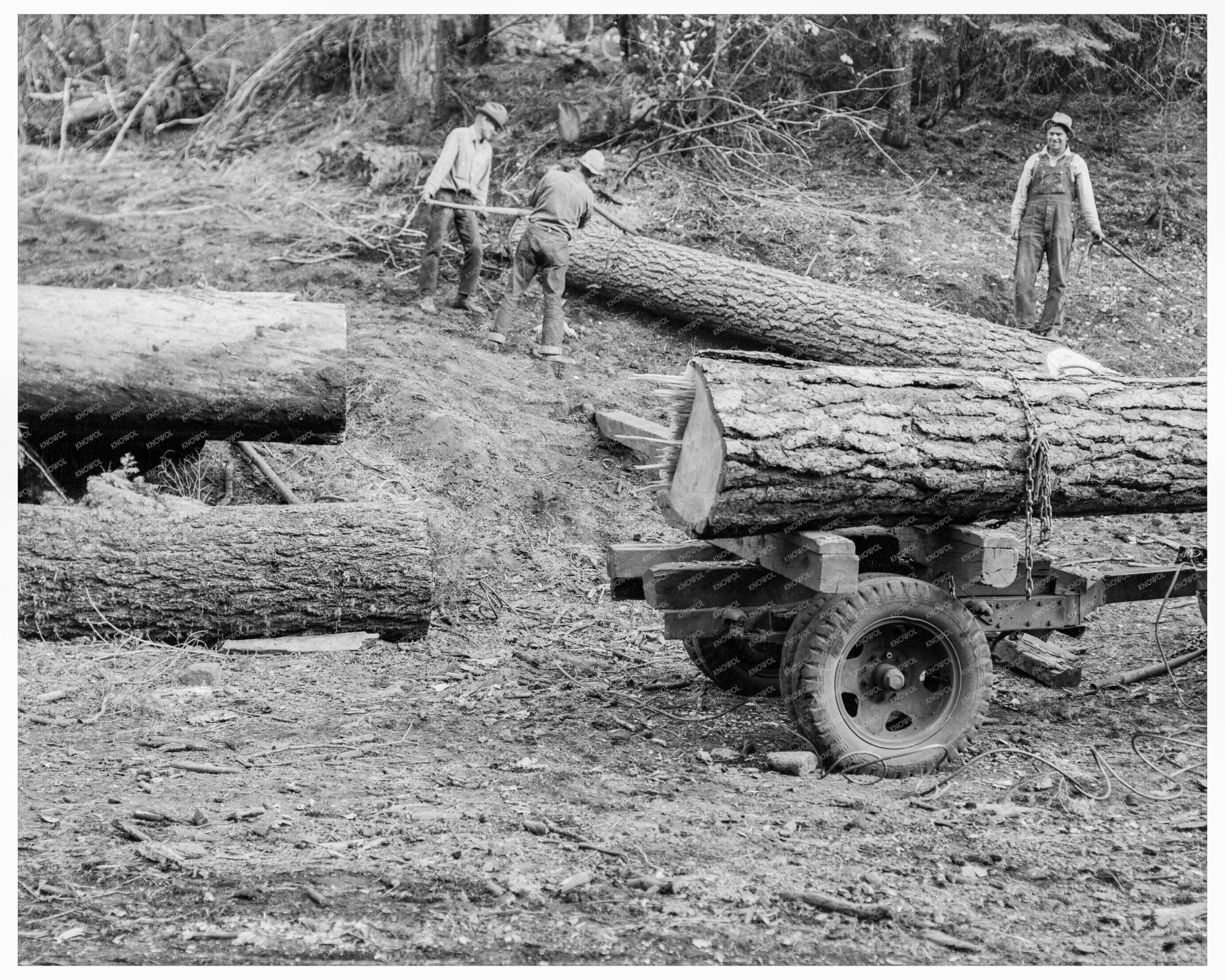 Ola Sawmill Co - op Members Moving White Fir Log 1939 - Available at KNOWOL