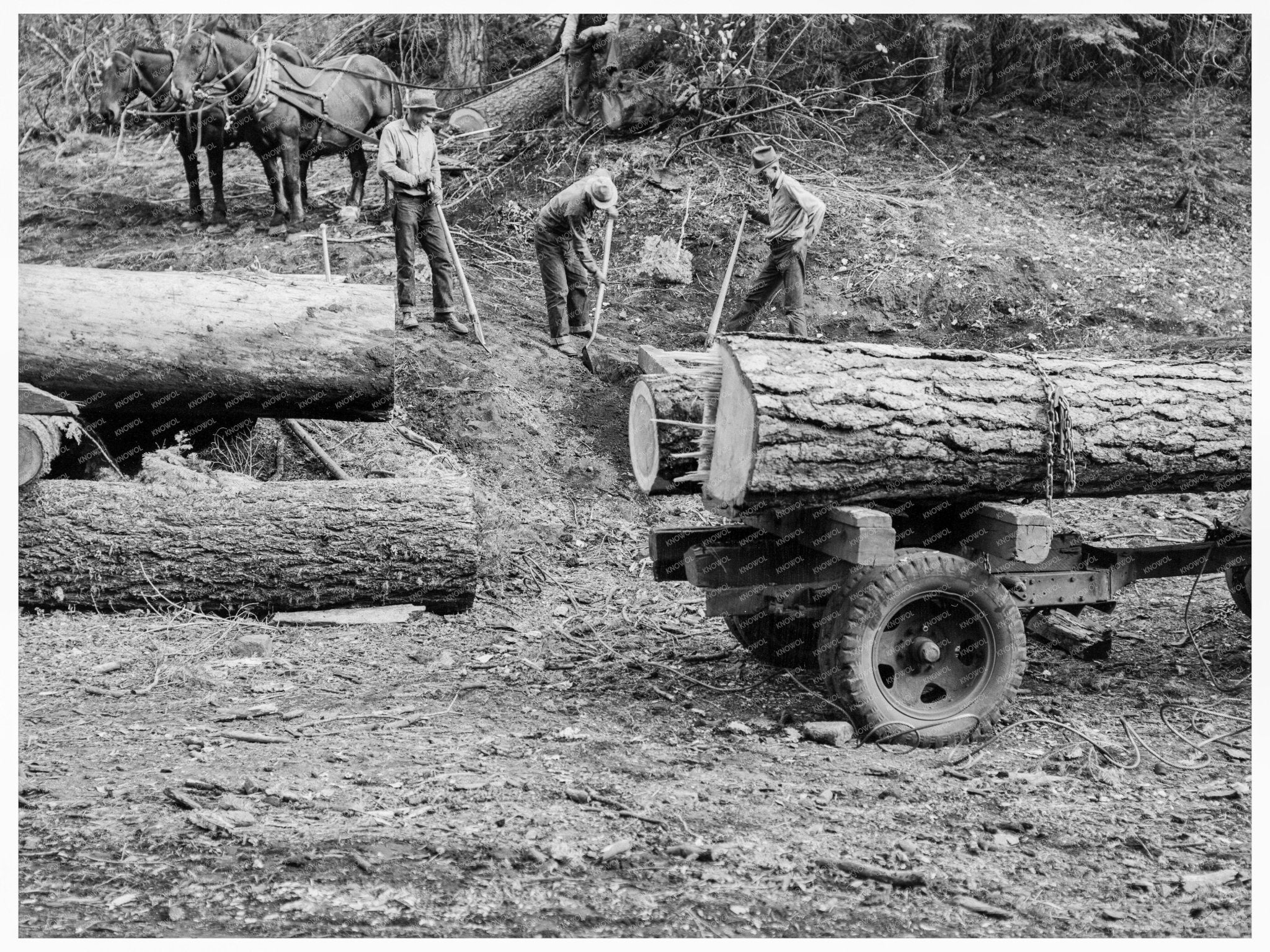 Ola Sawmill Co - op Members Rolling Fir Log October 1939 - Available at KNOWOL