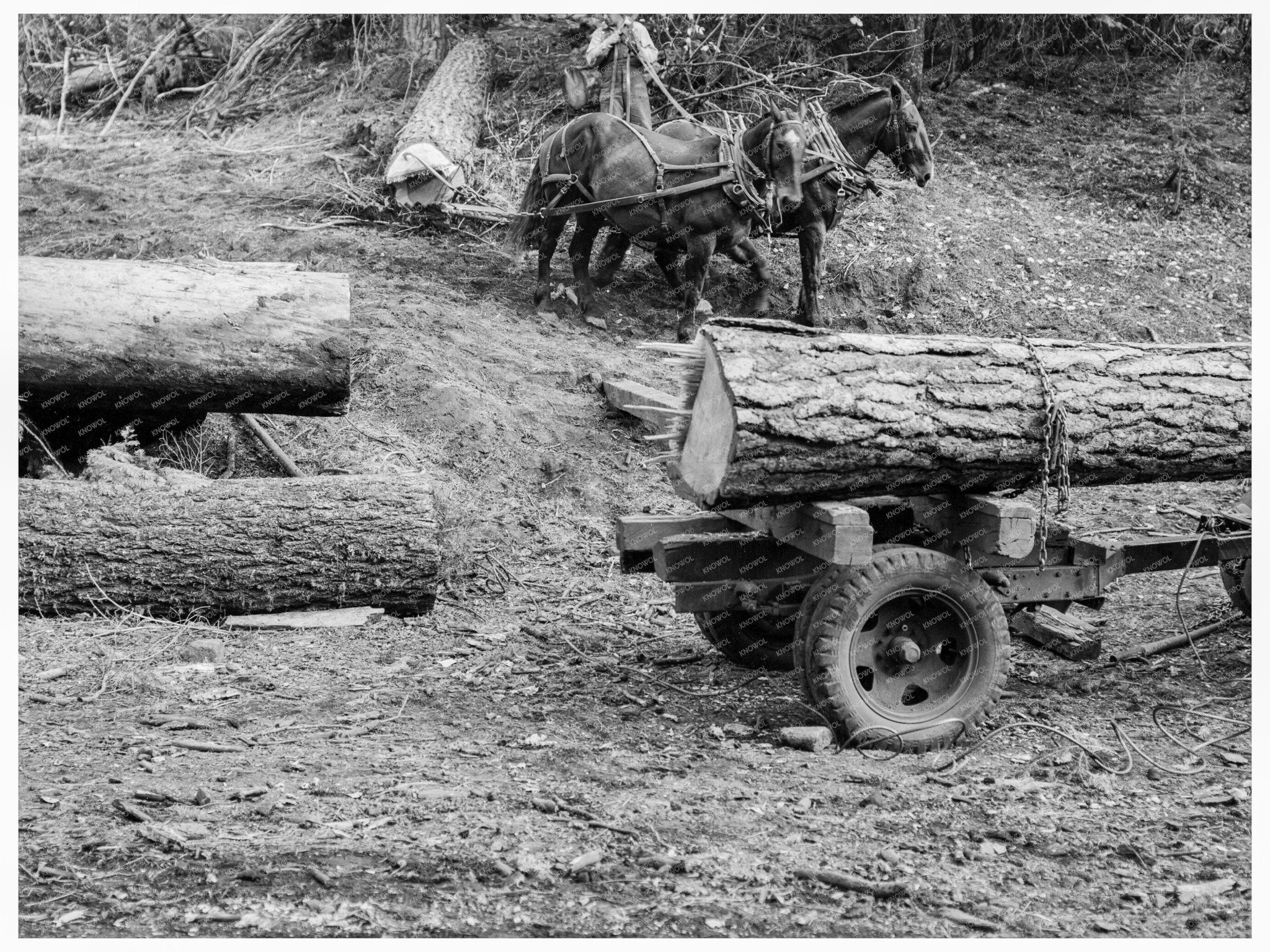 Ola Sawmill Cooperative Transporting Fir Log 1939 - Available at KNOWOL