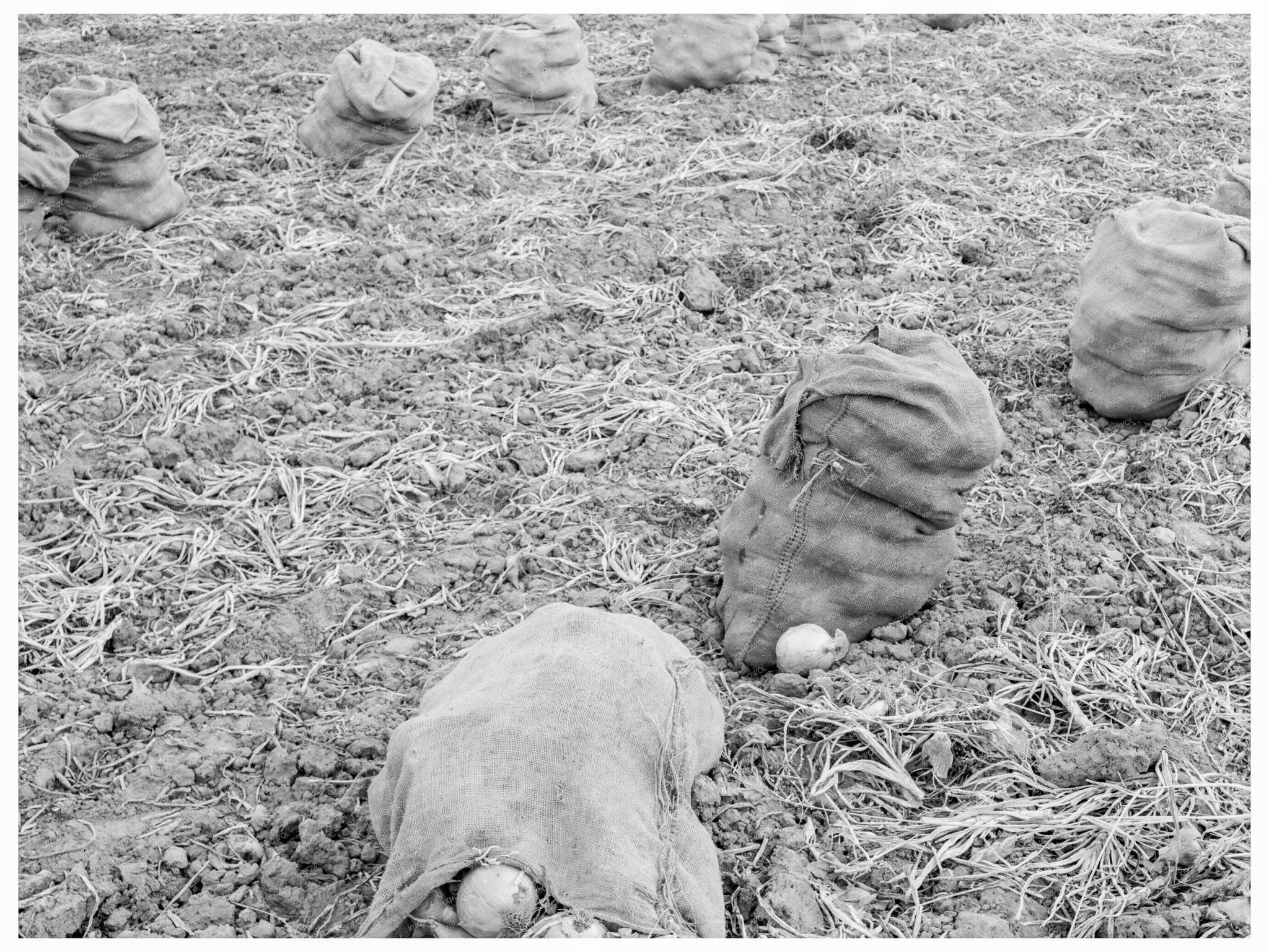 Onions Drying in Sacks Malheur County Oregon 1939 - Available at KNOWOL