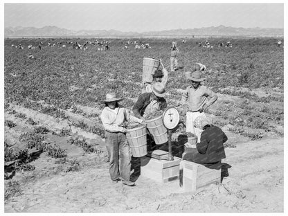 Open - Air Food Factory Weighing Peas California 1939 - Available at KNOWOL