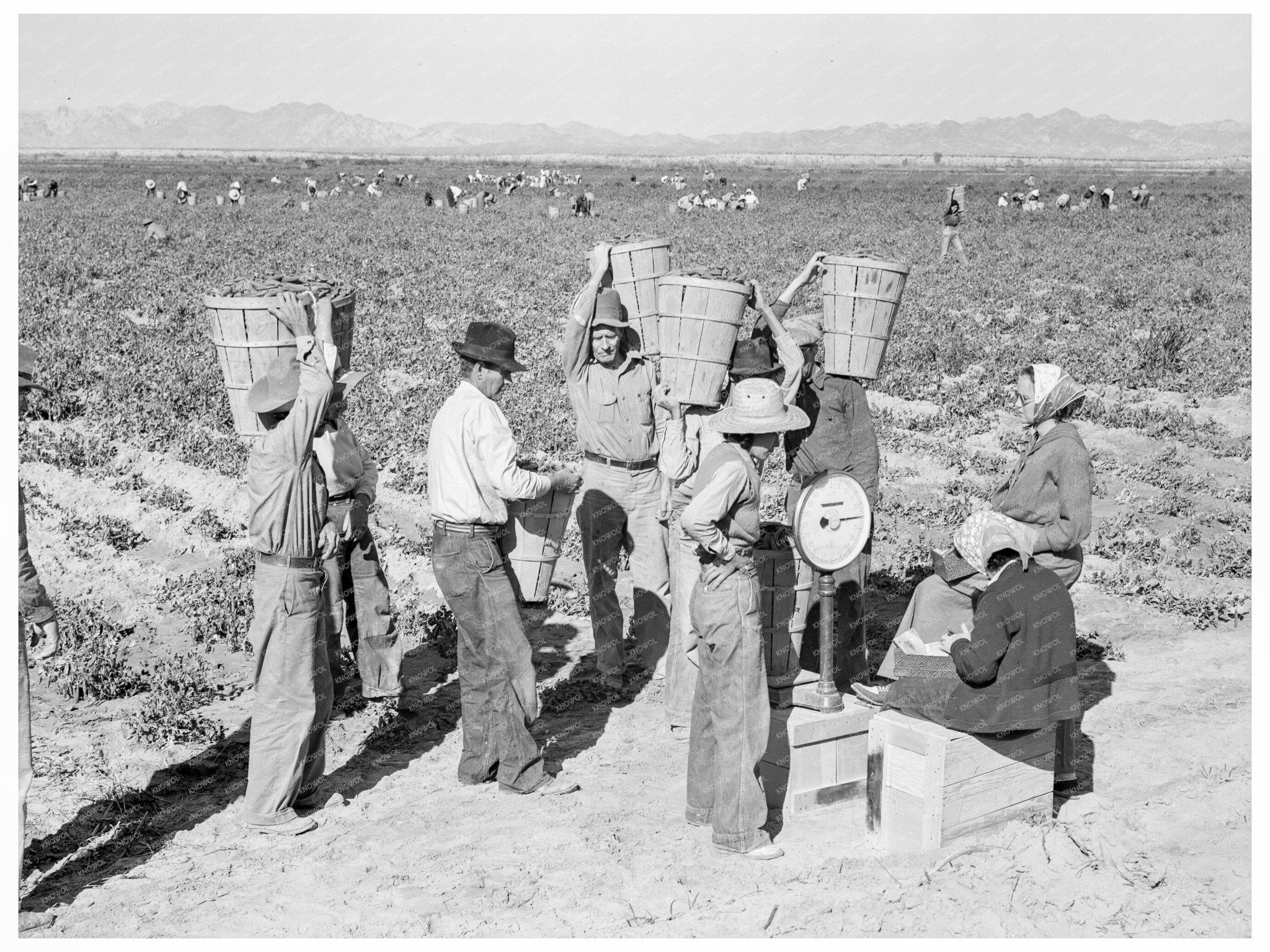 Open - air food factory weighing peas February 1939 California - Available at KNOWOL