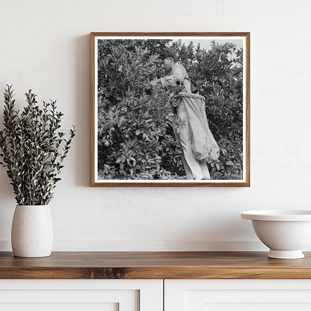 Orange Harvesting in Weslaco Texas February 1939 - Available at KNOWOL