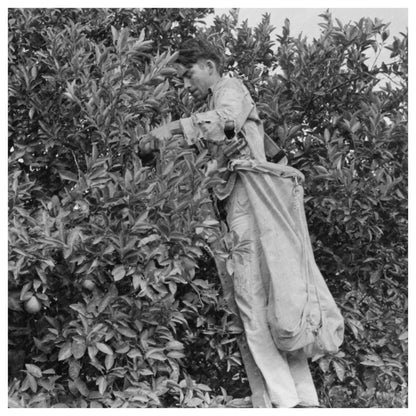 Orange Harvesting in Weslaco Texas February 1939 - Available at KNOWOL