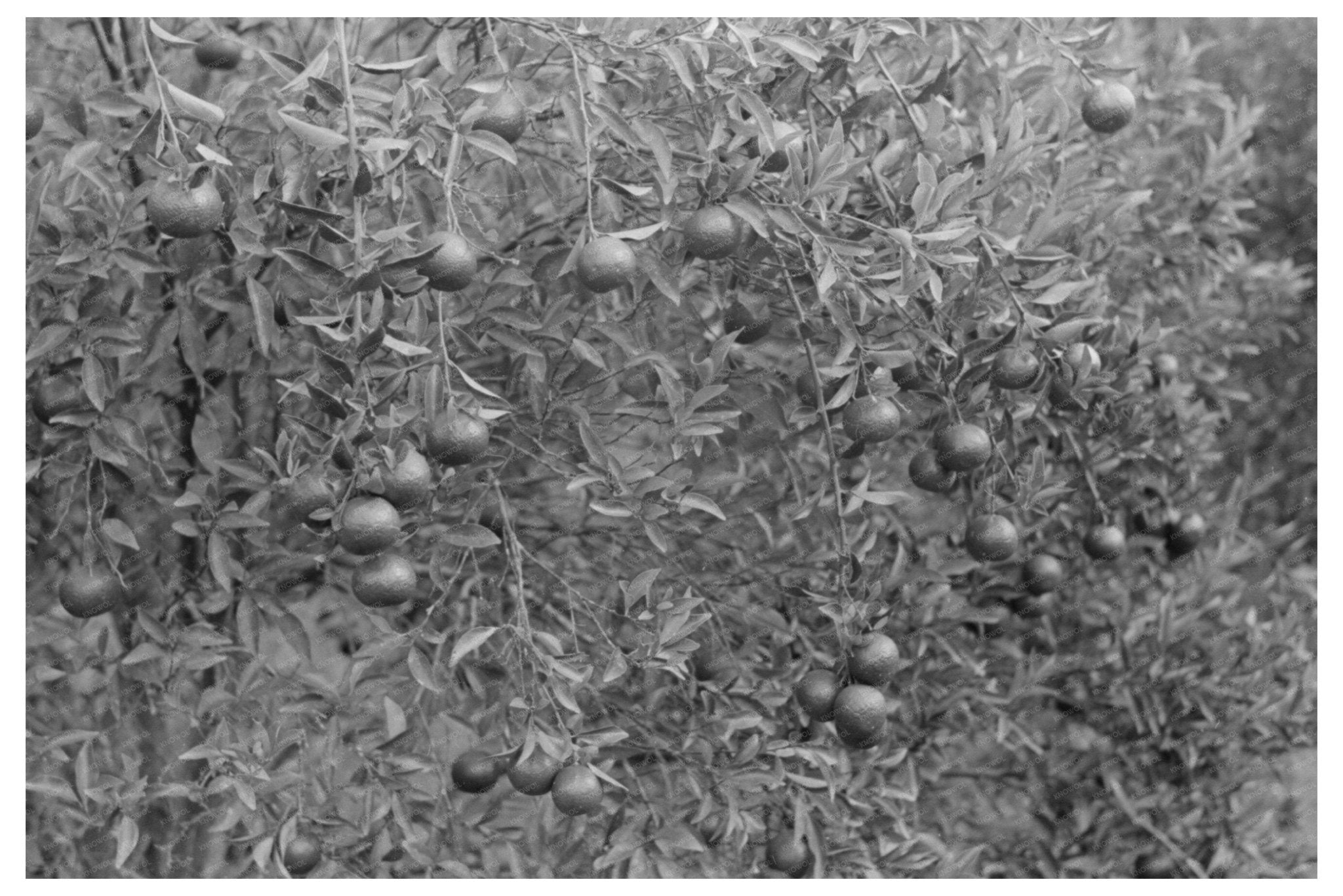 Oranges on Trees in Boothville Louisiana September 1938 - Available at KNOWOL