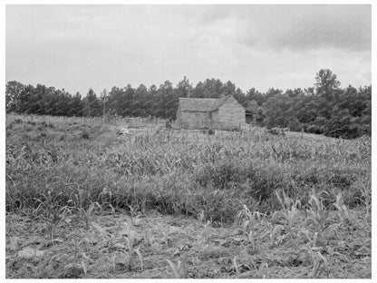 Owner - Operated Farm in Greene County Georgia 1937 - Available at KNOWOL