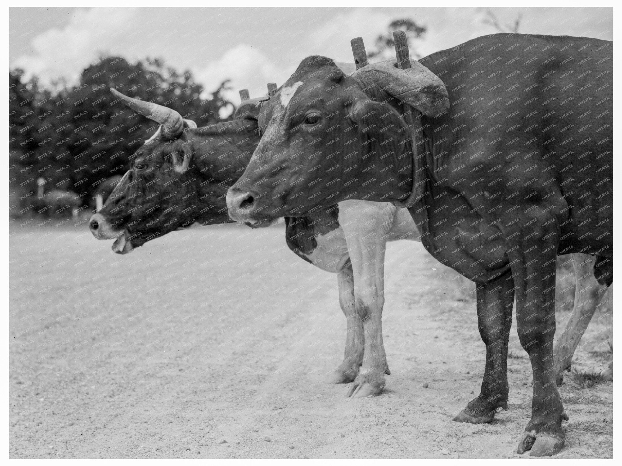 Ox Team Hauling Pulpwood Bay Saint Louis Mississippi 1937 - Available at KNOWOL