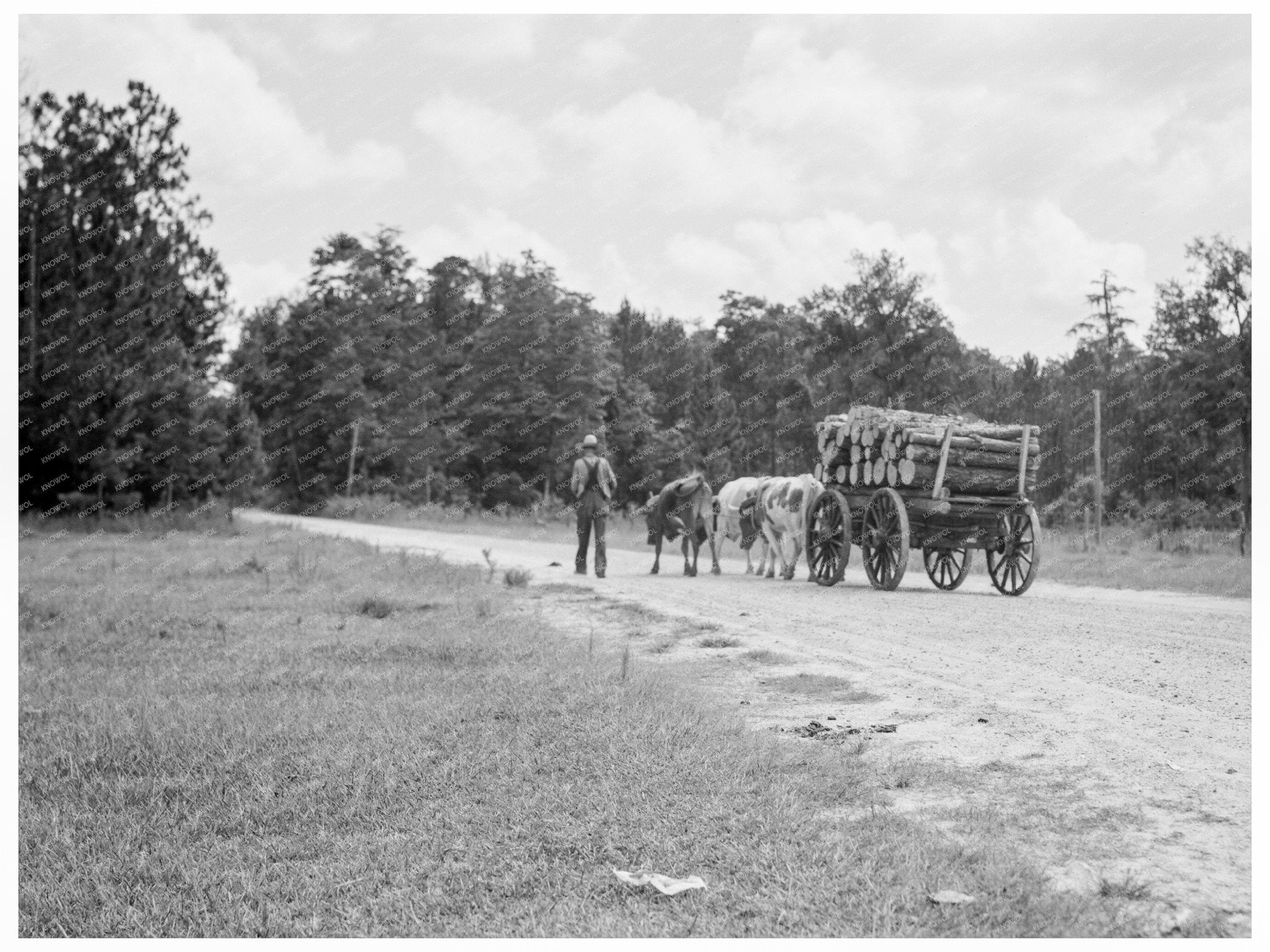 Ox Team Hauling Pulpwood in Mississippi 1937 - Available at KNOWOL