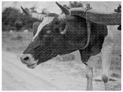 Ox Team Transporting Pulpwood in Mississippi 1937 - Available at KNOWOL