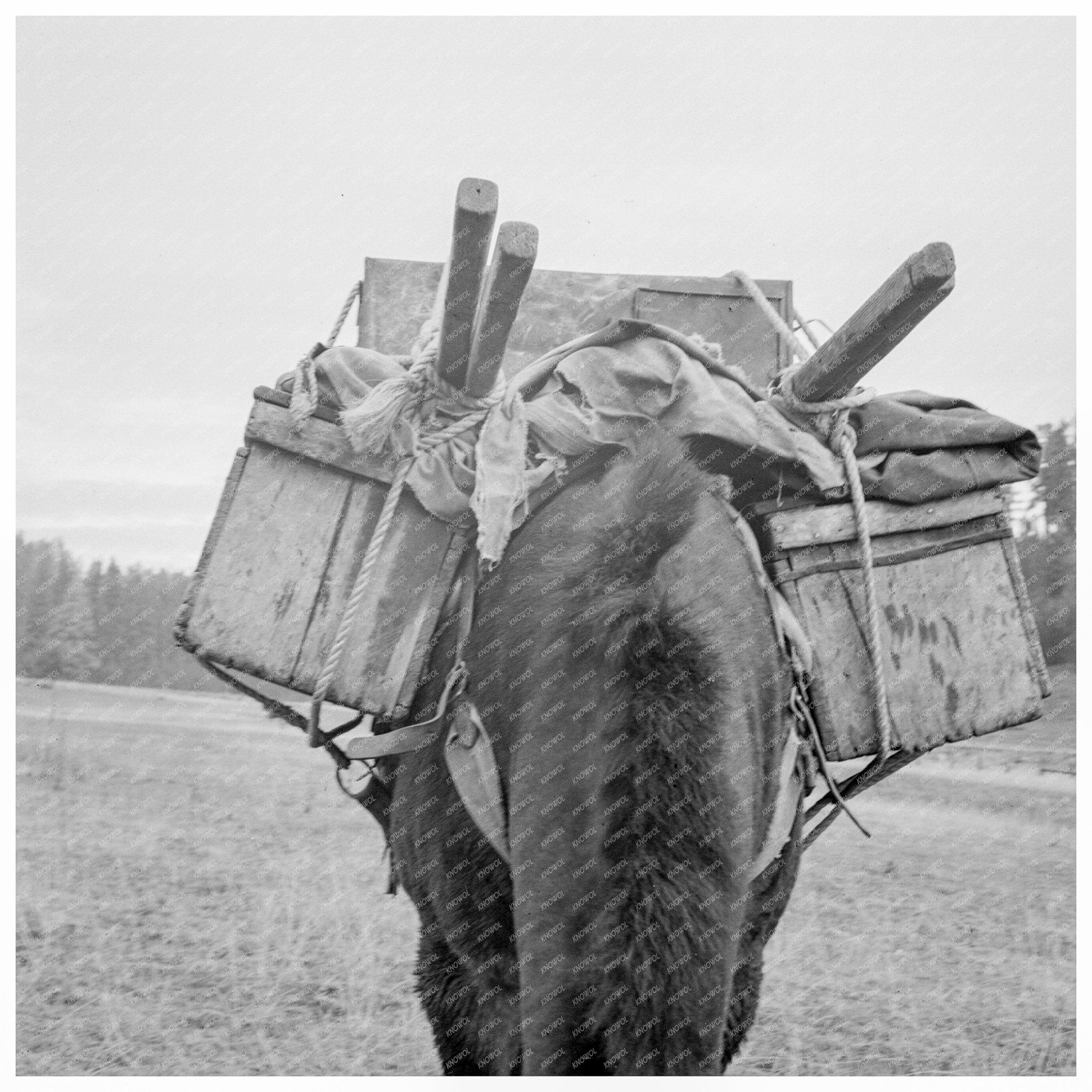 Pack Animal Descending from Sheep Camp Idaho 1939 - Available at KNOWOL