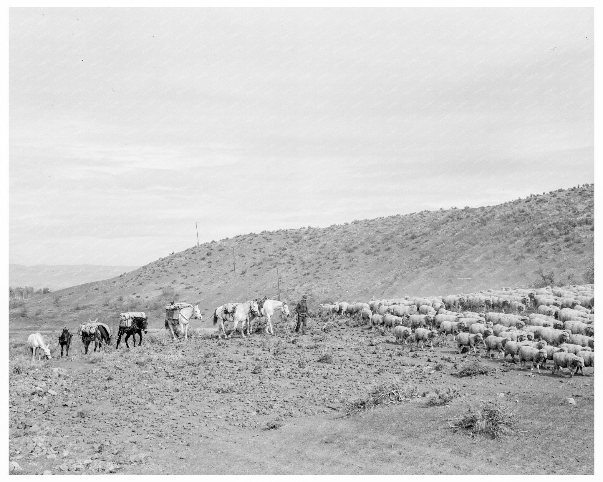 Pack Train Descending in Idaho 1939 - Available at KNOWOL