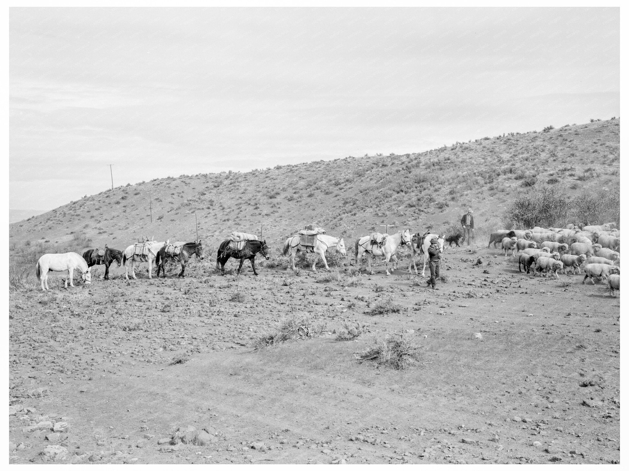 Pack Train Descending in Idaho October 1939 - Available at KNOWOL