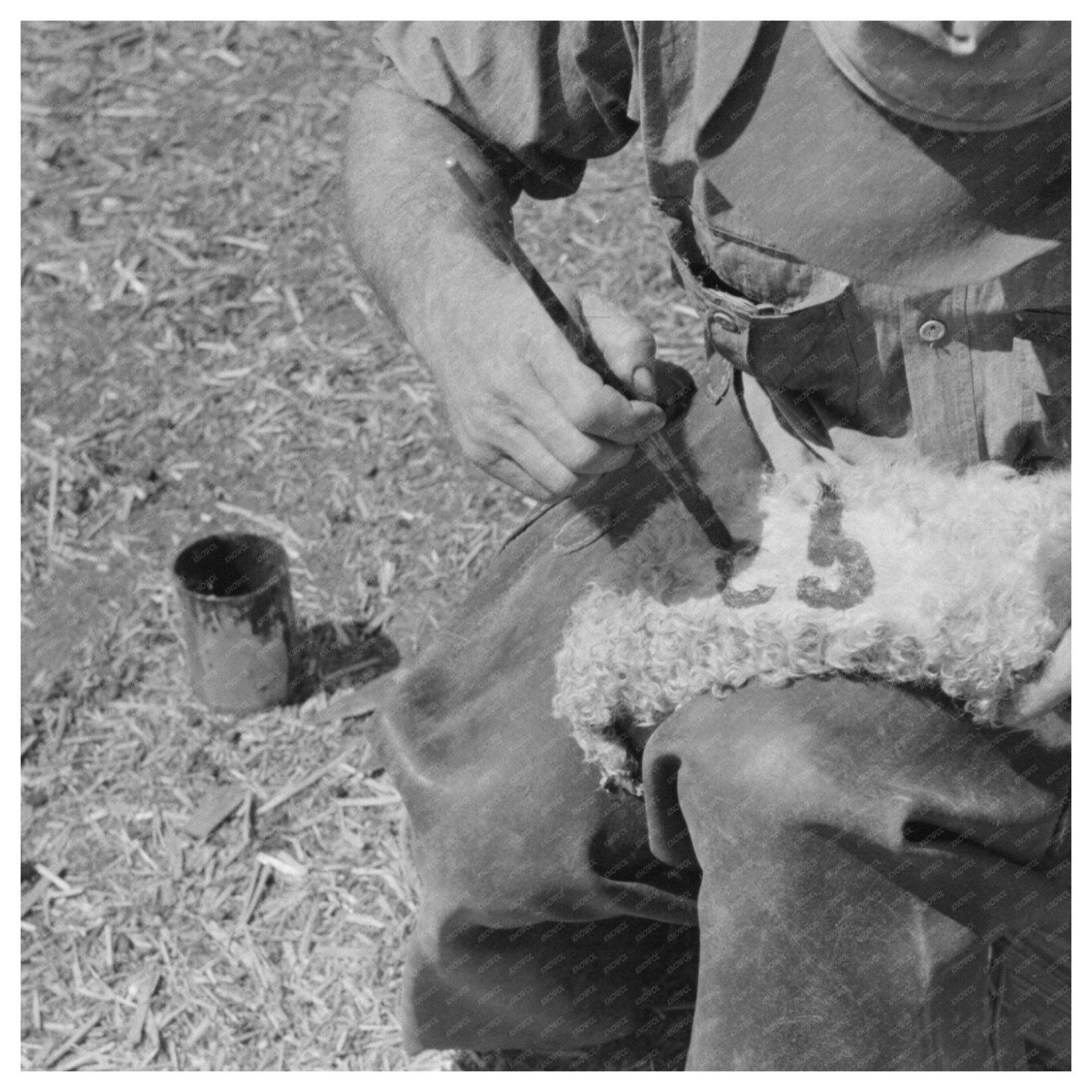 Painting Identification on Goat Kid in Texas March 1940 - Available at KNOWOL