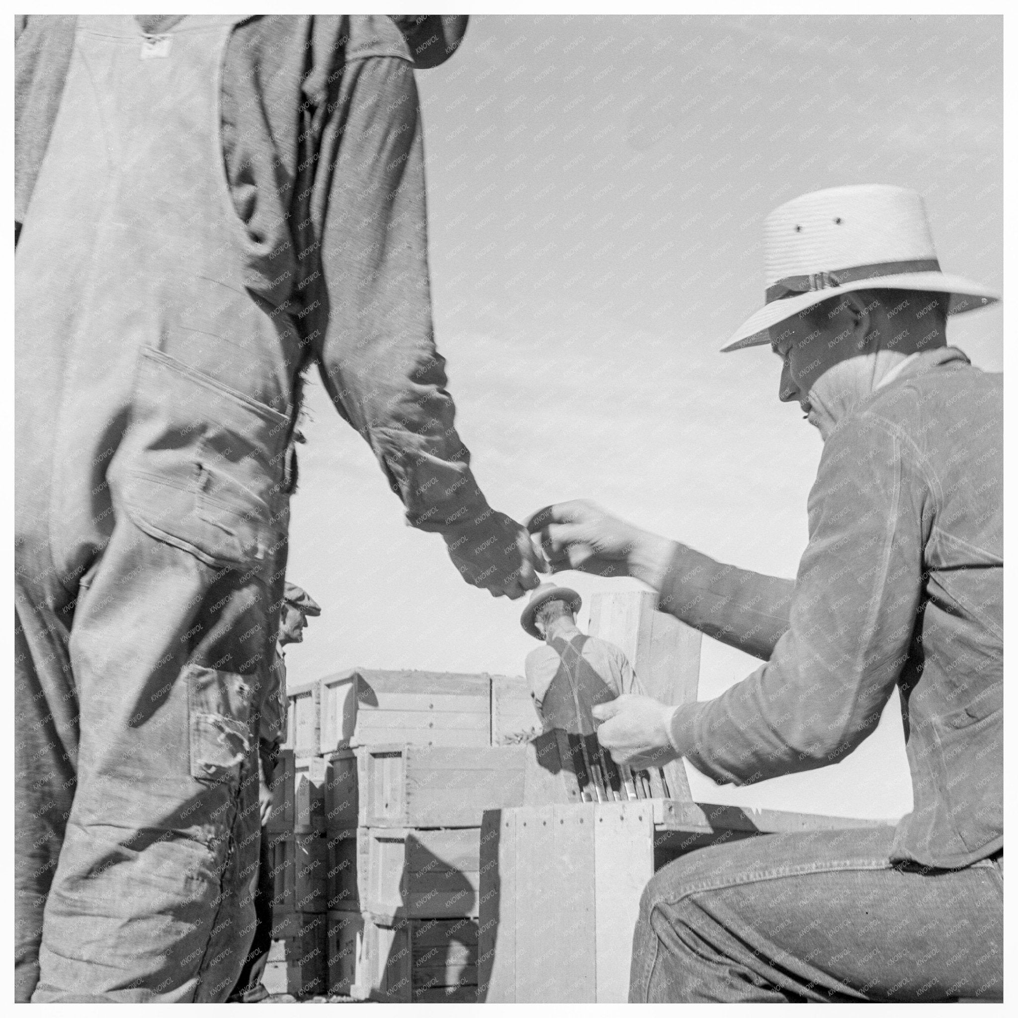 Paymaster in Pea Fields Calipatria California 1939 - Available at KNOWOL