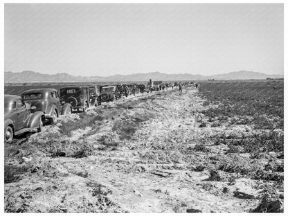 Pea Field Harvest at Sinclair Ranch California 1939 - Available at KNOWOL