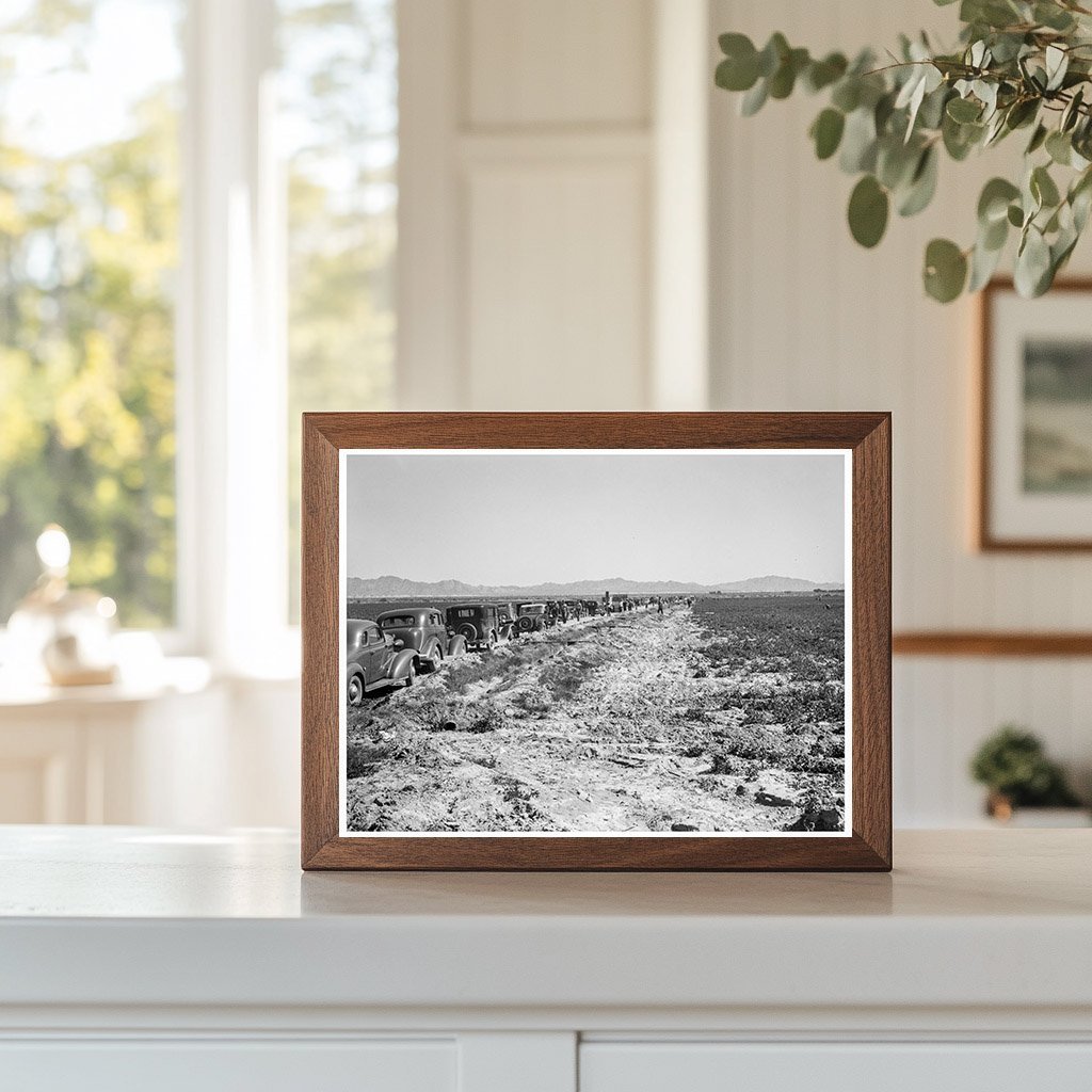 Pea Field Harvest at Sinclair Ranch California 1939 - Available at KNOWOL