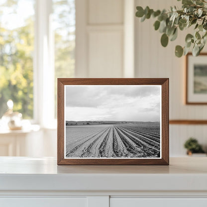 Pea Field Near San Juan Bautista California February 1939 - Available at KNOWOL