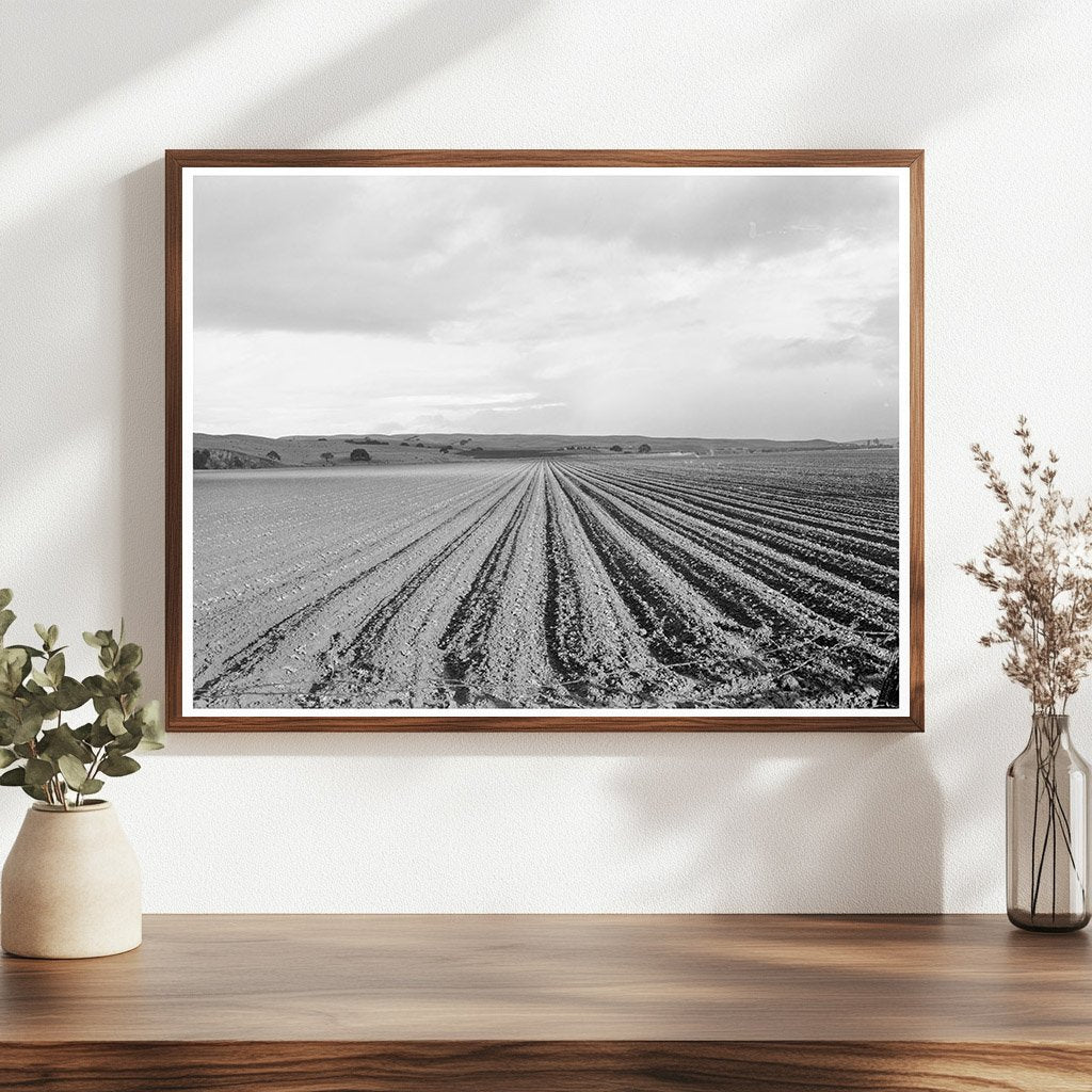 Pea Field Near San Juan Bautista California February 1939 - Available at KNOWOL