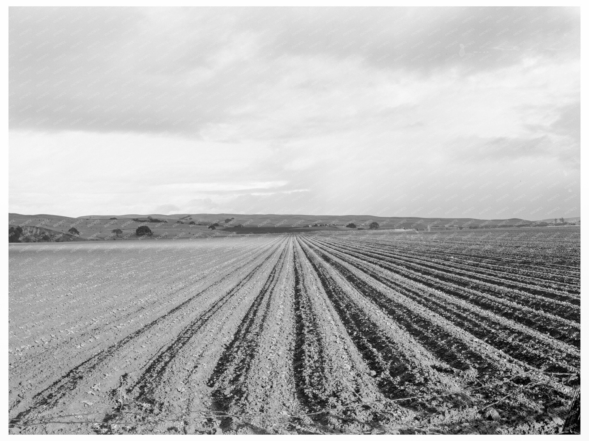 Pea Field Near San Juan Bautista California February 1939 - Available at KNOWOL