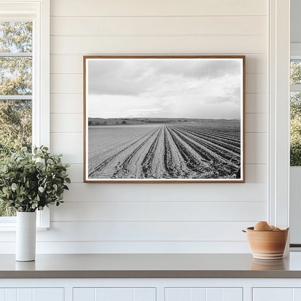 Pea Field Near San Juan Bautista California February 1939 - Available at KNOWOL