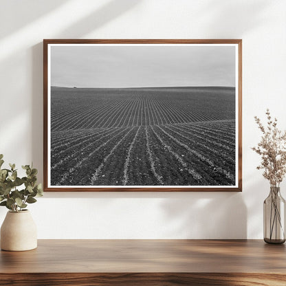 Pea Fields and Laborers in Santa Maria 1939 - Available at KNOWOL