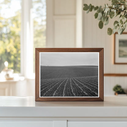 Pea Fields and Laborers in Santa Maria 1939 - Available at KNOWOL