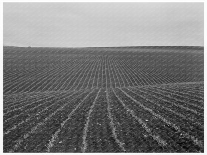 Pea Fields and Laborers in Santa Maria 1939 - Available at KNOWOL