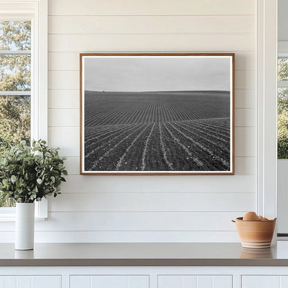 Pea Fields and Laborers in Santa Maria 1939 - Available at KNOWOL