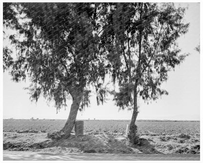 Pea Fields in Imperial Valley California 1937 - Available at KNOWOL