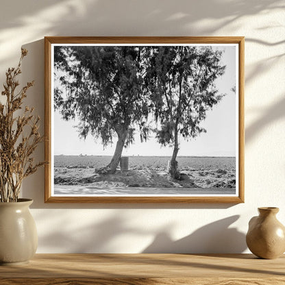 Pea Fields in Imperial Valley California 1937 - Available at KNOWOL