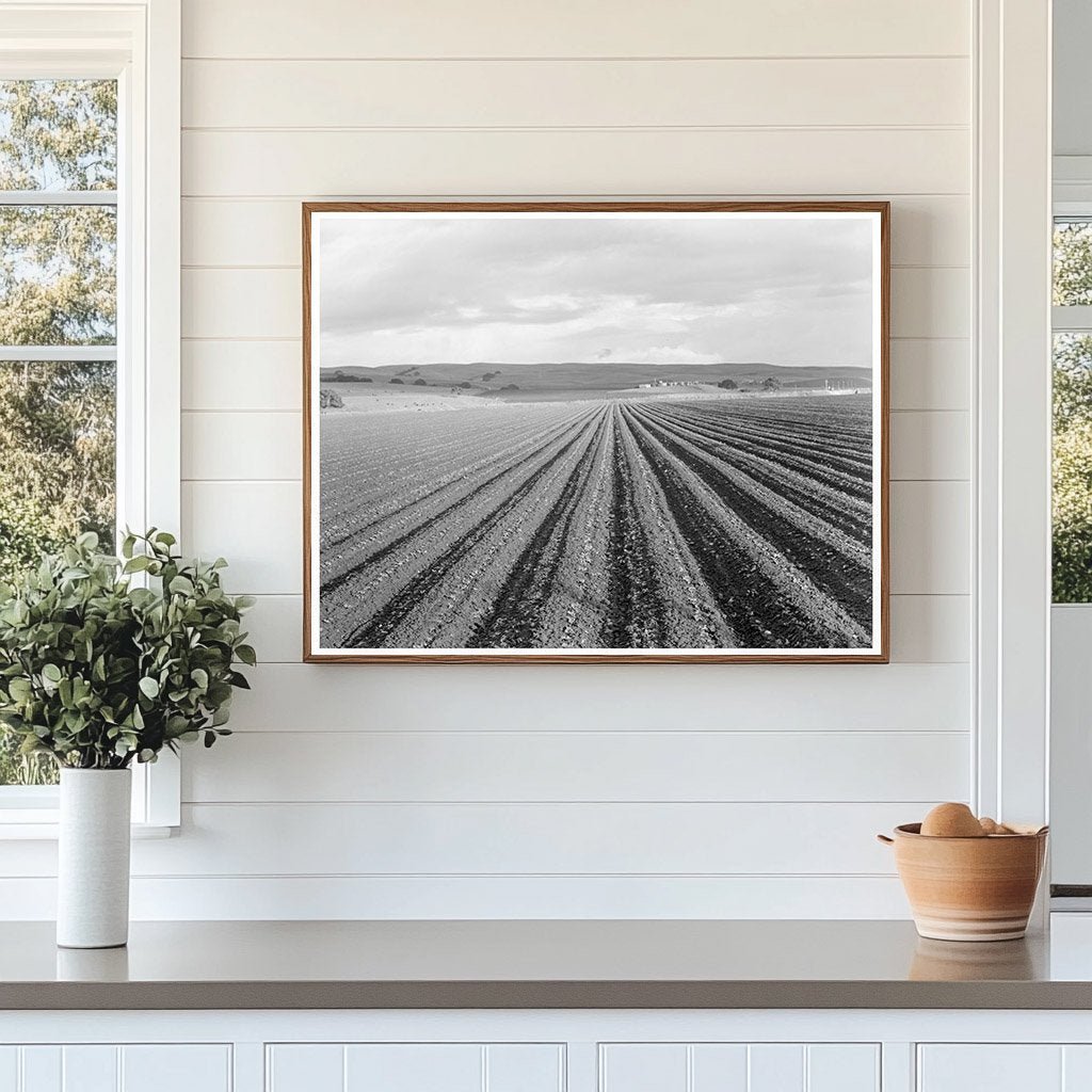 Pea Fields in San Juan Bautista California 1939 - Available at KNOWOL